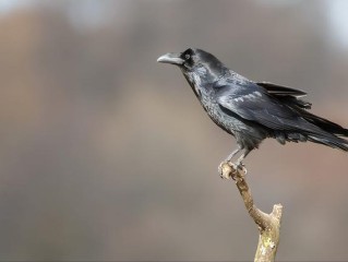 乌鸦有多聪明？水瓶喝水只是基本操作，智商测试堪比人类幼儿