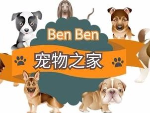 世界上智商***高的狗狗：边境牧羊犬智商***高